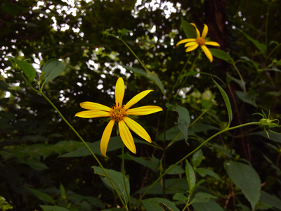 Helianthus decapetalus