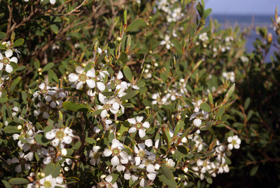 Leptospermum laevigatum