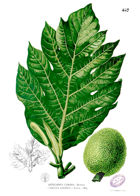 Artocarpus camansi