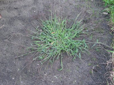 Digitaria sanguinalis