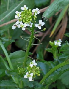 Watercress