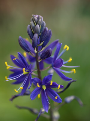 Camassia leichtlinii