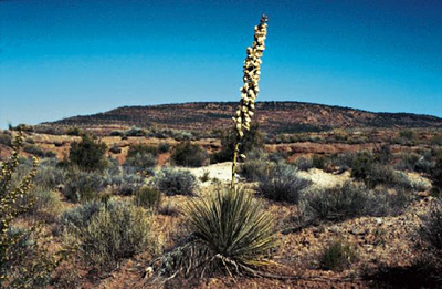 Yucca angustissima