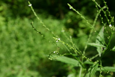 Verbena urticifolia