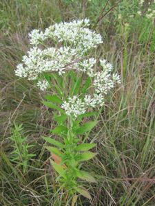 Tall boneset