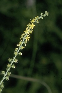 Roadside agrimony