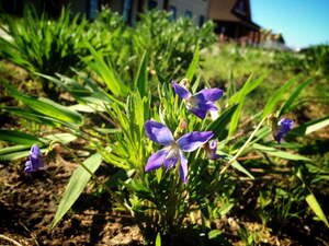 Prairie Violet