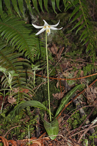 Giant White Fawnlily