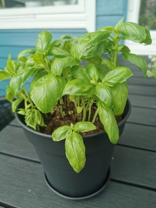 Basil