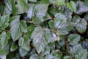 Creeping Bramble