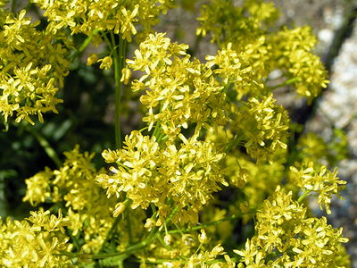 Isatis tinctoria