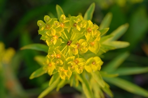 Leafy Spurge Green spurge