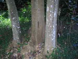 White Cherry