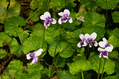 Viola banksii, showing the separate flower stems