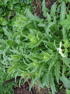 Turkish Rocket Bunias orientalis