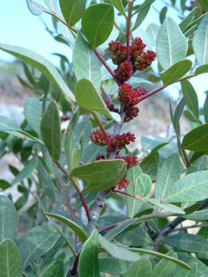 Pistacia lentiscus