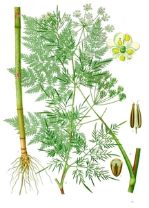 Turnip-Rooted Chervil