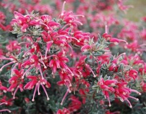 Grevillea ‘Jelly Baby’
