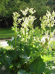 Chinese Rhubarb