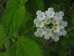 Mexican Oregano