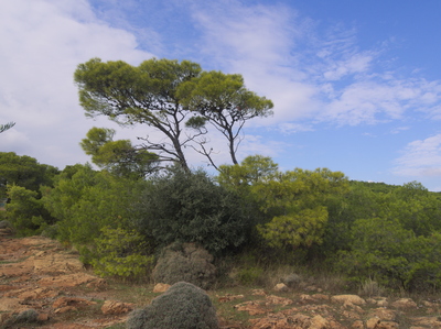 Pinus halepensis