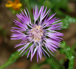 Galactites tomentosa