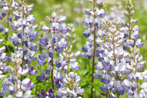 Sundial Lupine