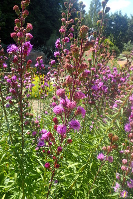 Liatris scariosa