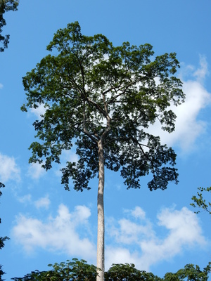 Terminalia superba