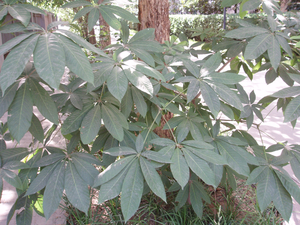 Chinese Horse Chestnut