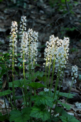 Tiarella cordifolia