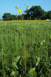 Prairie Dockm