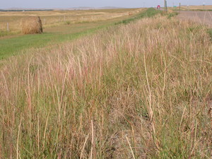 Sand Dropseed