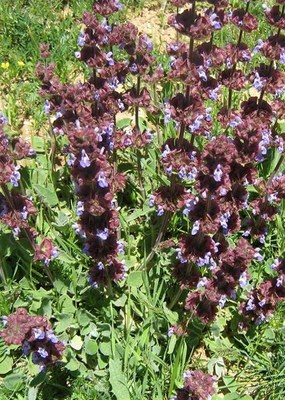 Salvia multicaulis