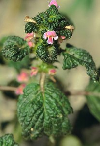 Splitlip hempnettle