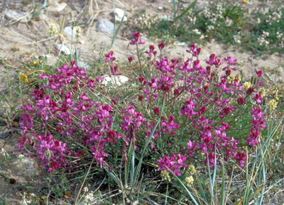 Hedysarum alpinum