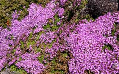 Thymus caespititius