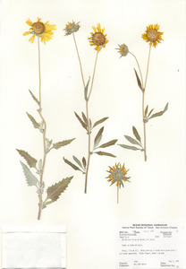 Cowpen Daisy, Golden Crownbeard, Butter Daisy