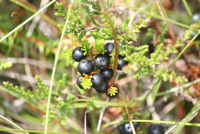 Empetrum nigrum