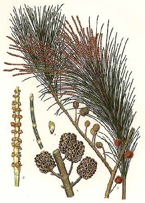 Allocasuarina littoralis