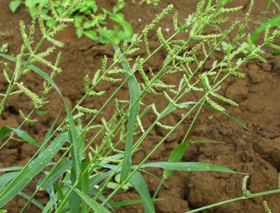 Echinochloa colona