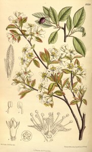 Oblongfruit serviceberry