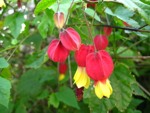 Trailing Abutilon