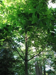 Bigleaf Magnolia