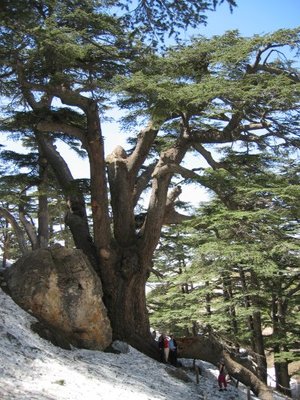 Cedrus libani