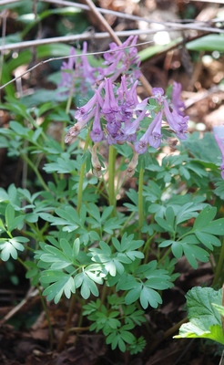 Corydalis solida