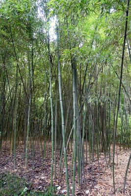 Phyllostachys nuda