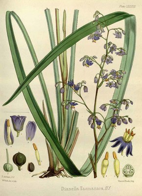 Dianella tasmanica