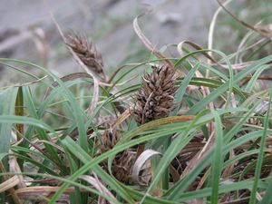 Japanese sedge