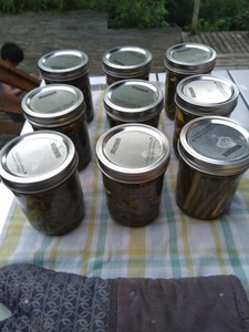 Pickled 1/2 of the scapes, made 12 500ml jars of pickles. 